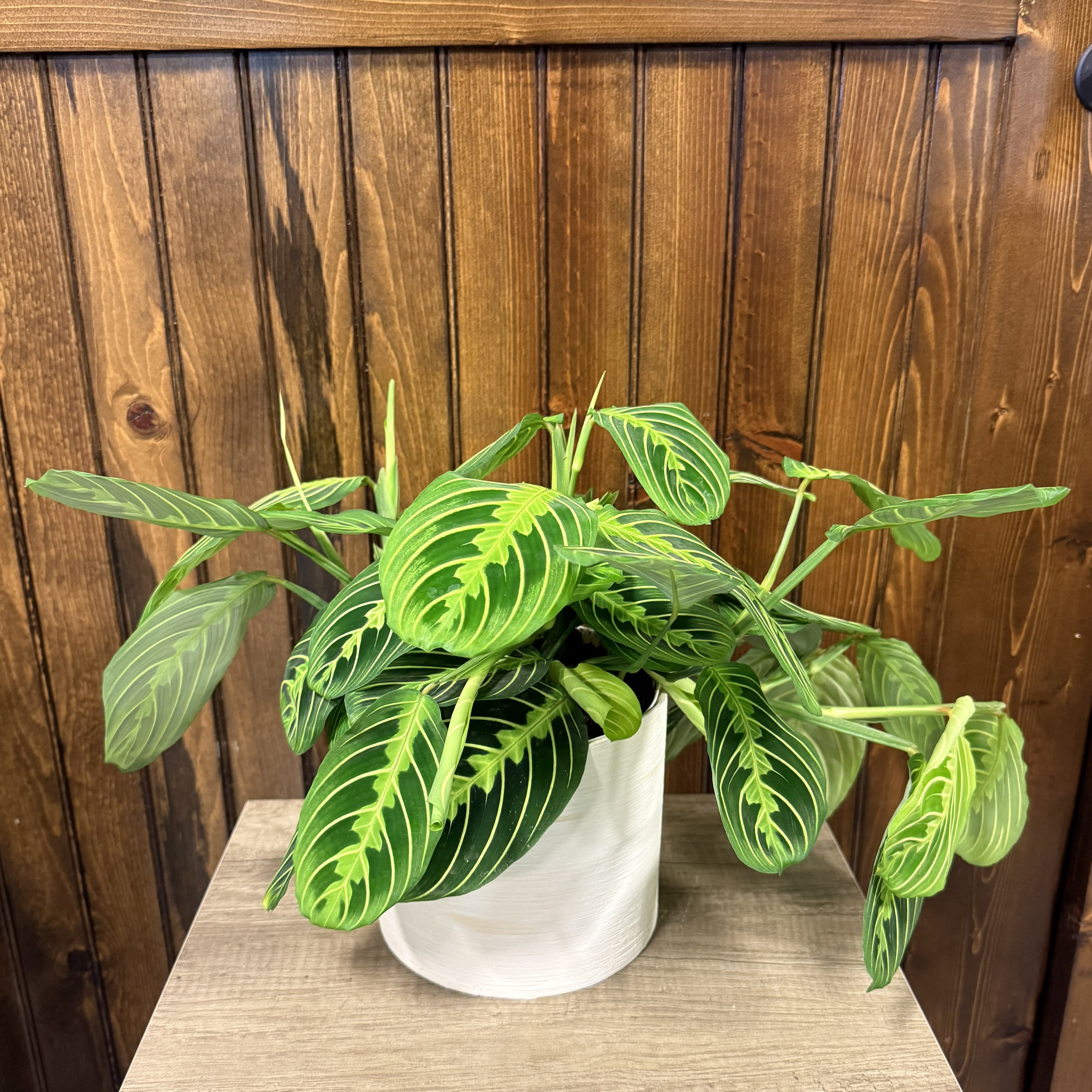 Prayer Plant Flower Delivery Denison Texas - A-1 Floral Design Studio