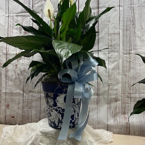 peace lily domino Variegated Peace Lily in a 6