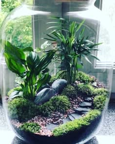 Terrarium Class 10:00 AM