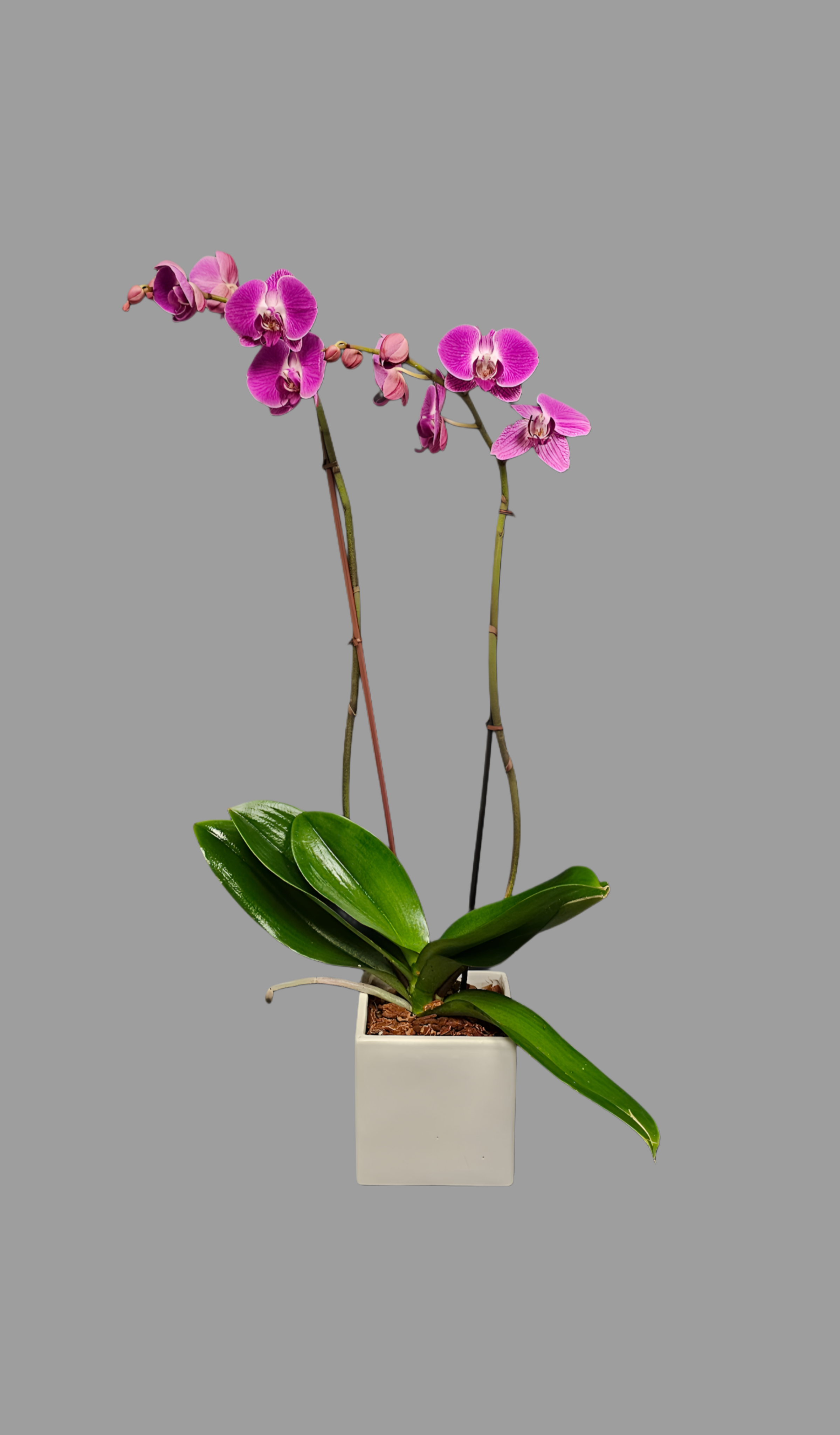Florist 00962 | 00962 Flower Delivery by Bella Flor Inc Florist