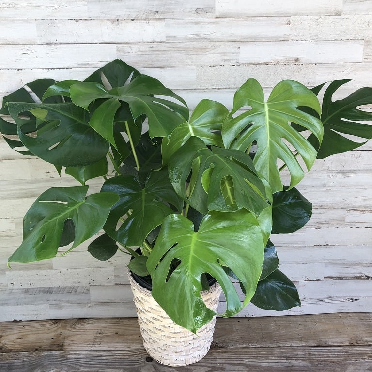 monstera minima katze Monstera Minima / Raphidophora Tetrasperma Variegata Steckling –  whiteleafplants main image 1