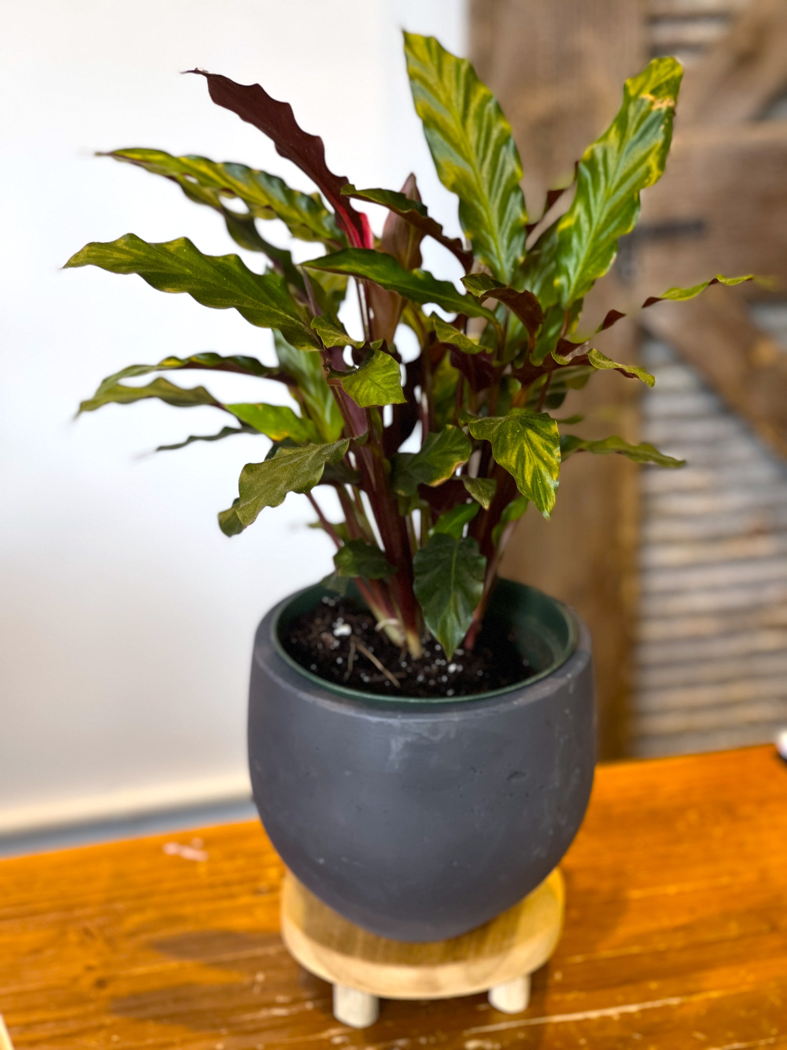 Calathea Rubibarba