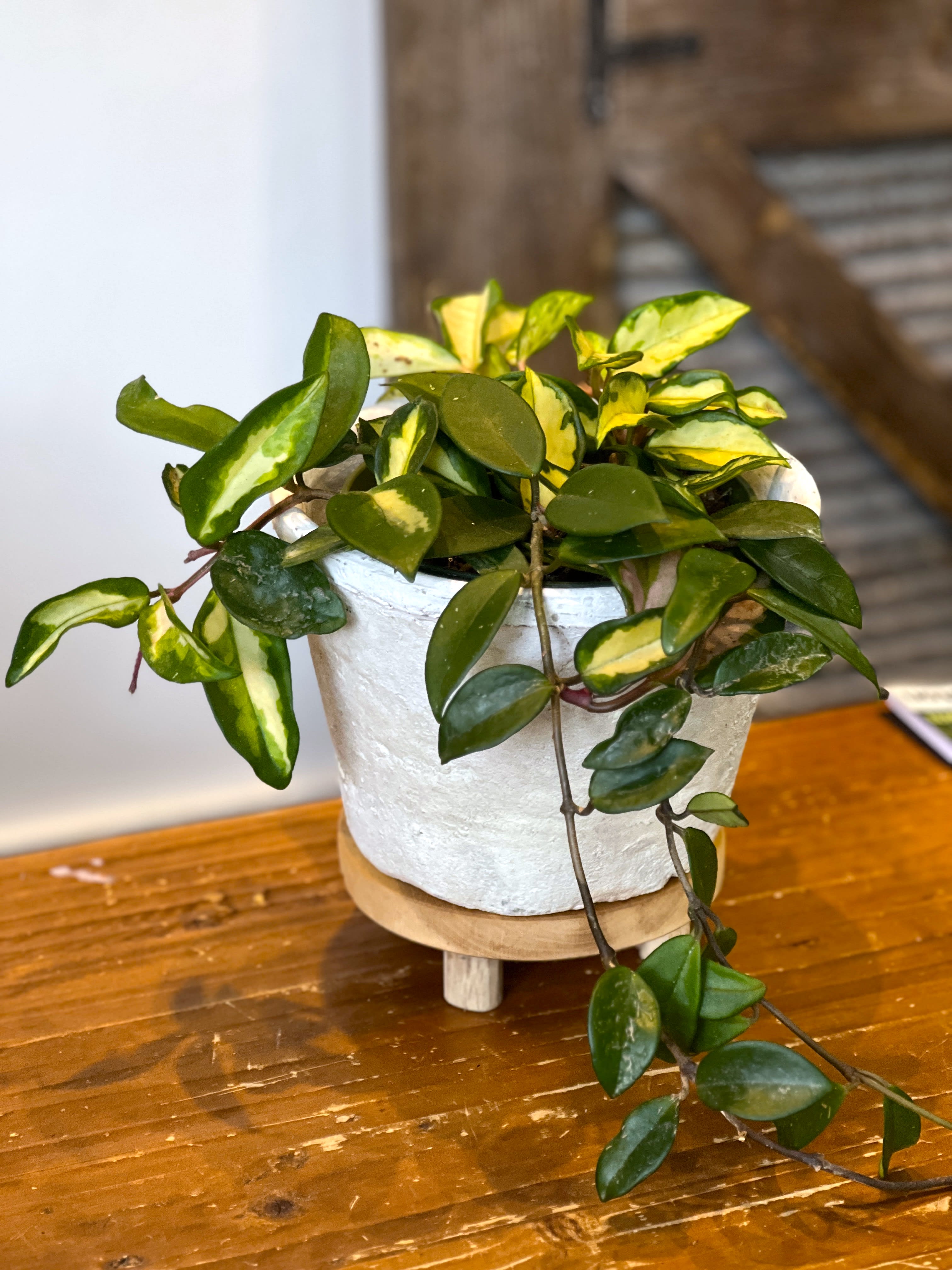 indoor yellow plants Golden Pothos Epipremnum aureum main image 0