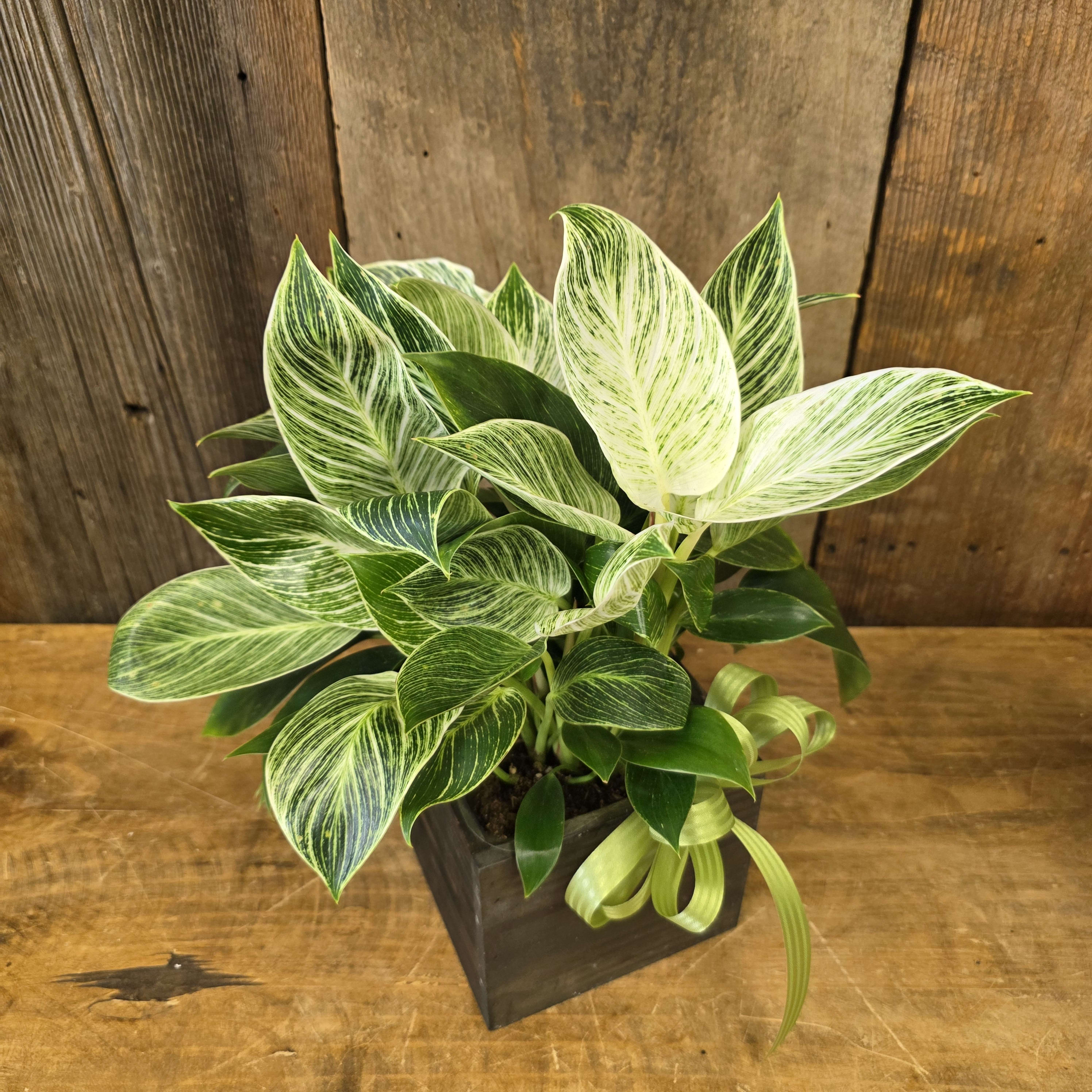 Philodendron Birkin