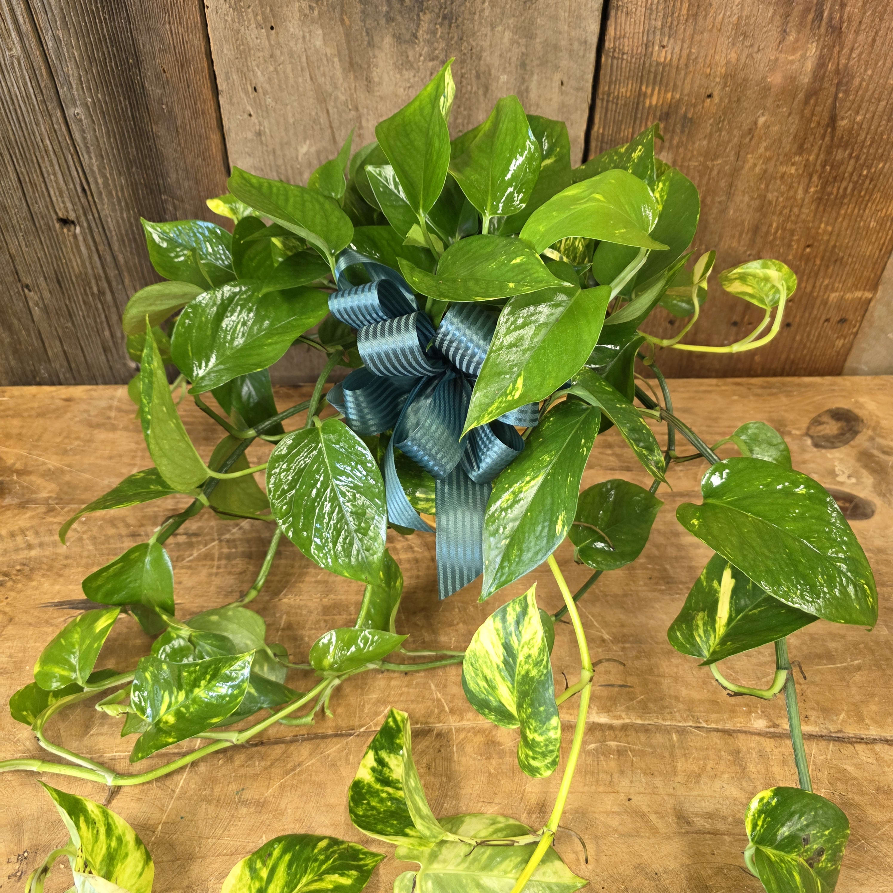 6" Goldon Pothos GP Flower Delivery Central Point OR - Judys Florist