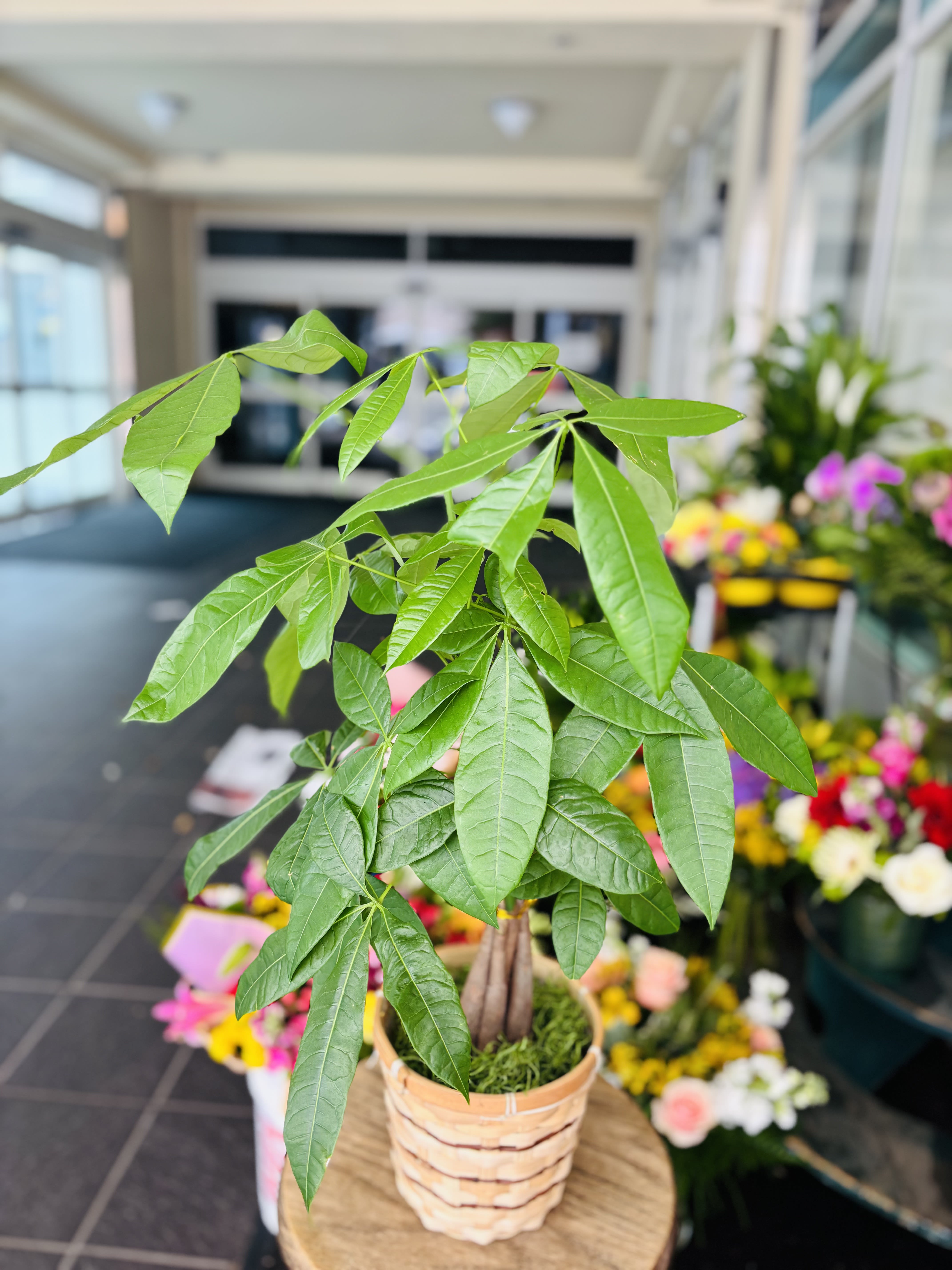 buy swiss cheese philodendron Swiss Cheese Plant