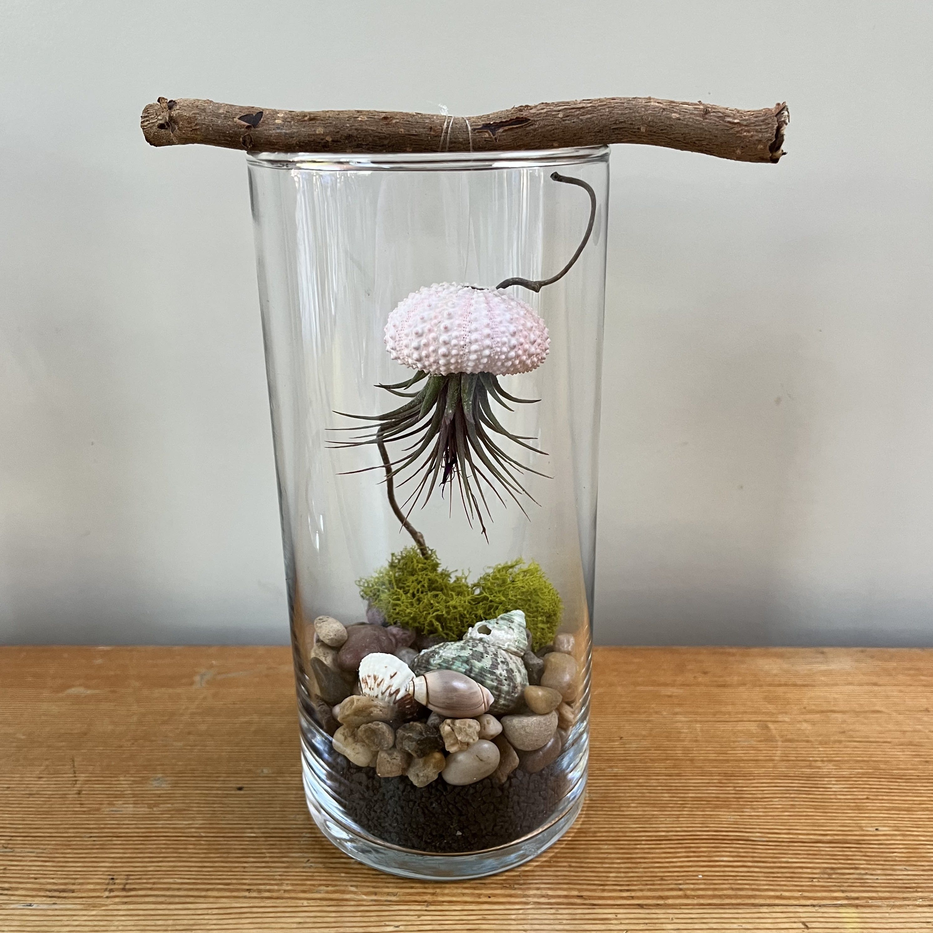 Anemone Cylinder Air Plant Terrarium