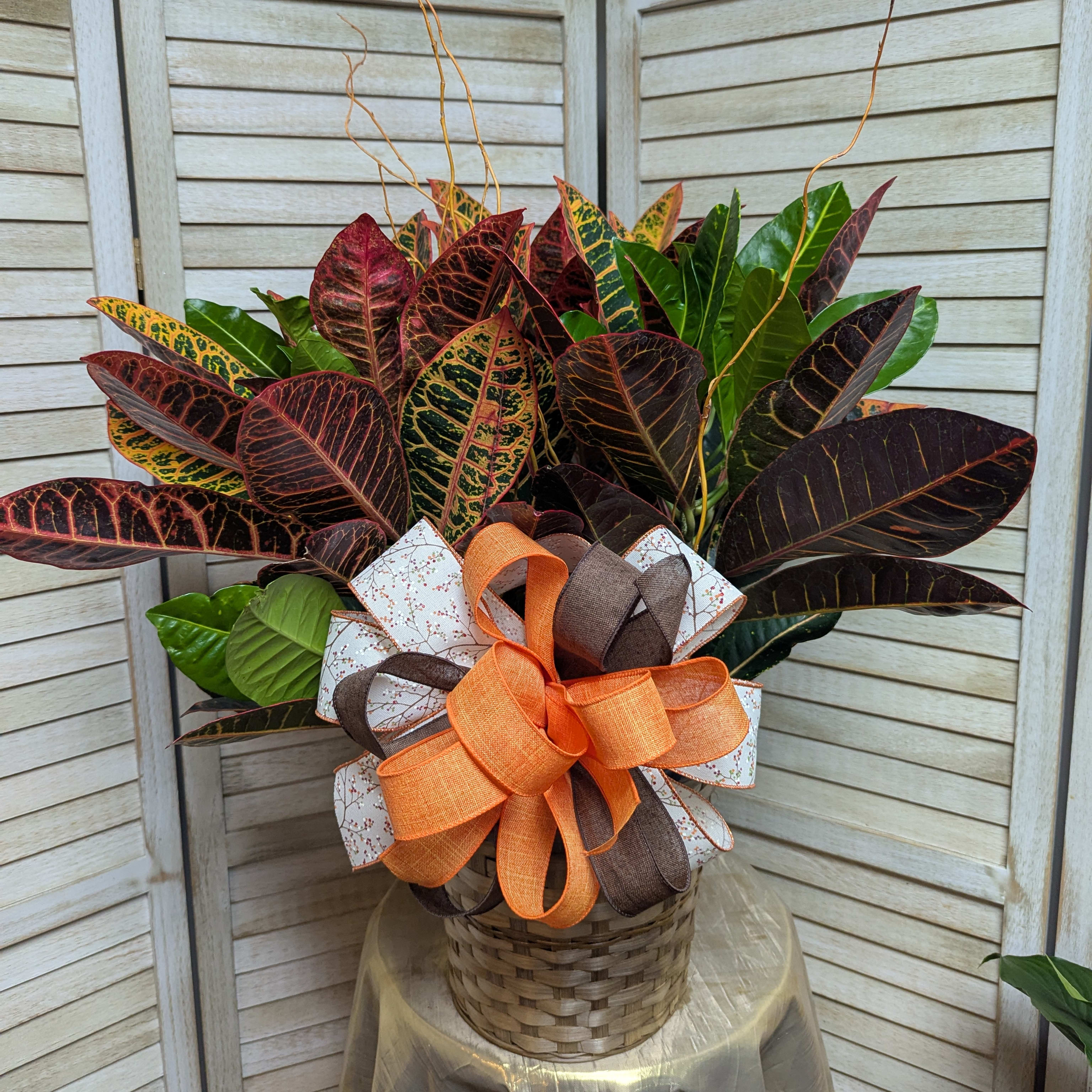 Croton Plant Flower Delivery Elizabethtown KY - Rosey Posey