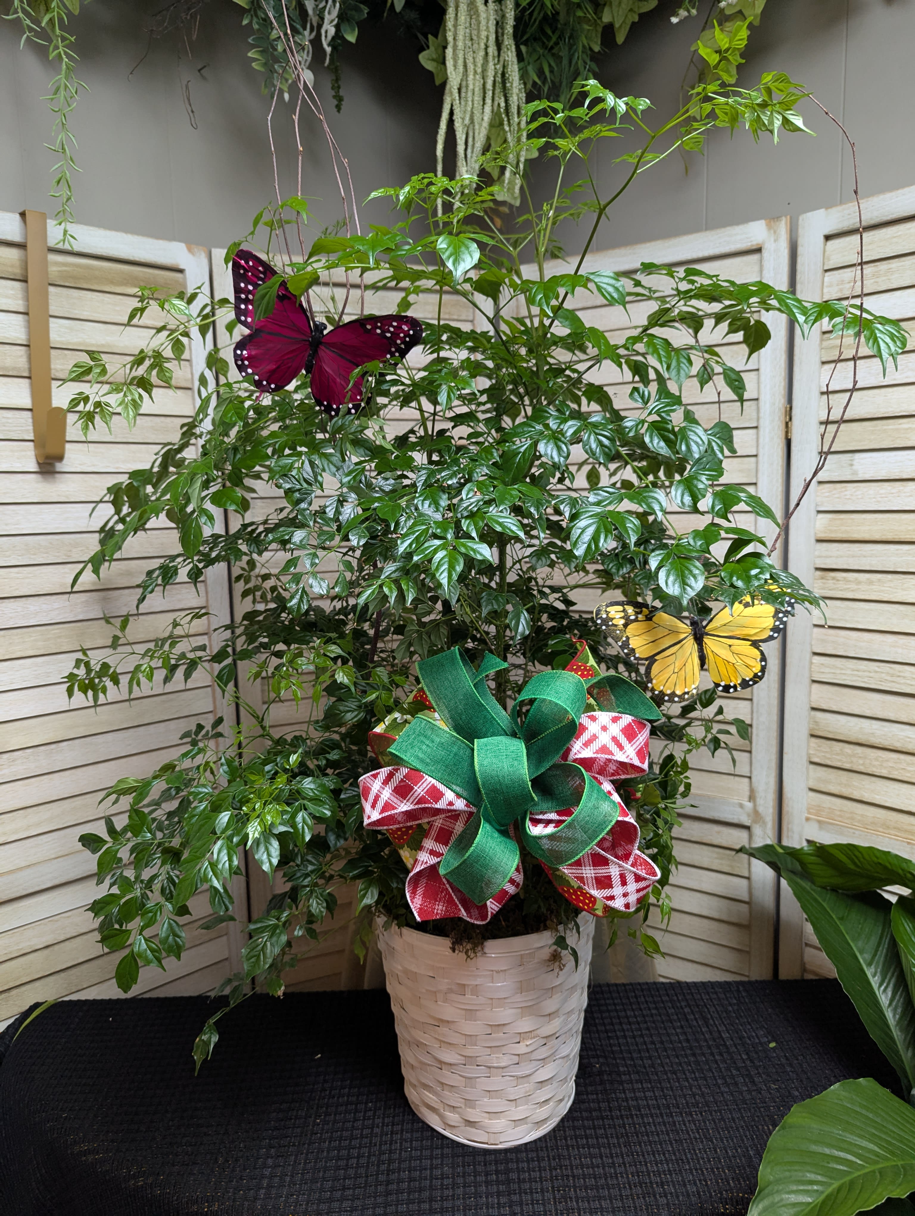 batik plant Syngonium Podophyllum Batik – Unique Arrowhead Plant | Buy Online |  Mygreenscape