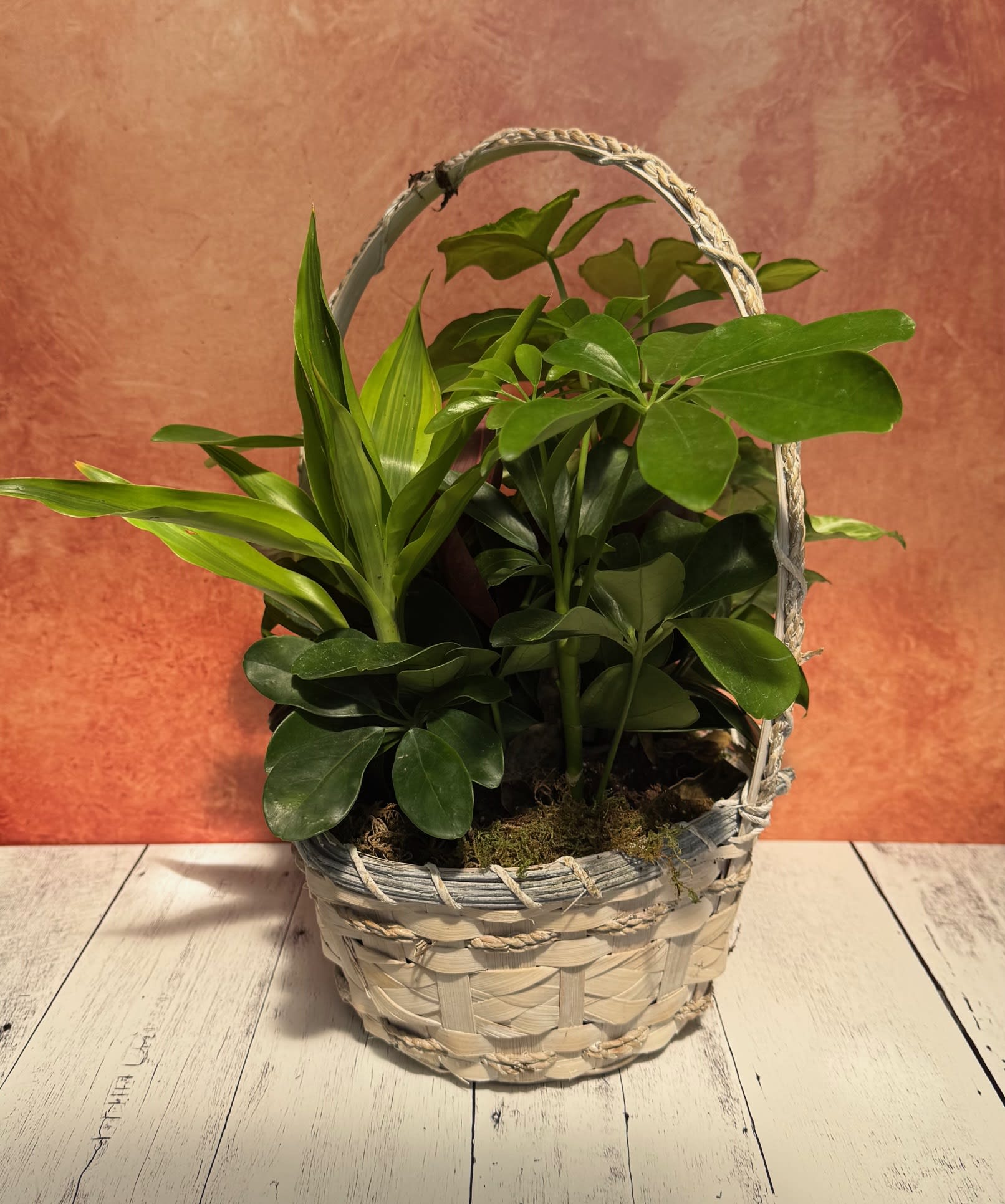 Plants Flower Delivery Springfield MO - Flowerama