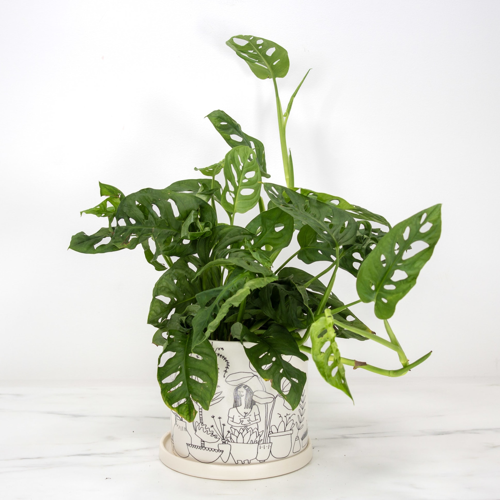 Plant Lady Philodendron - Matlack Florist