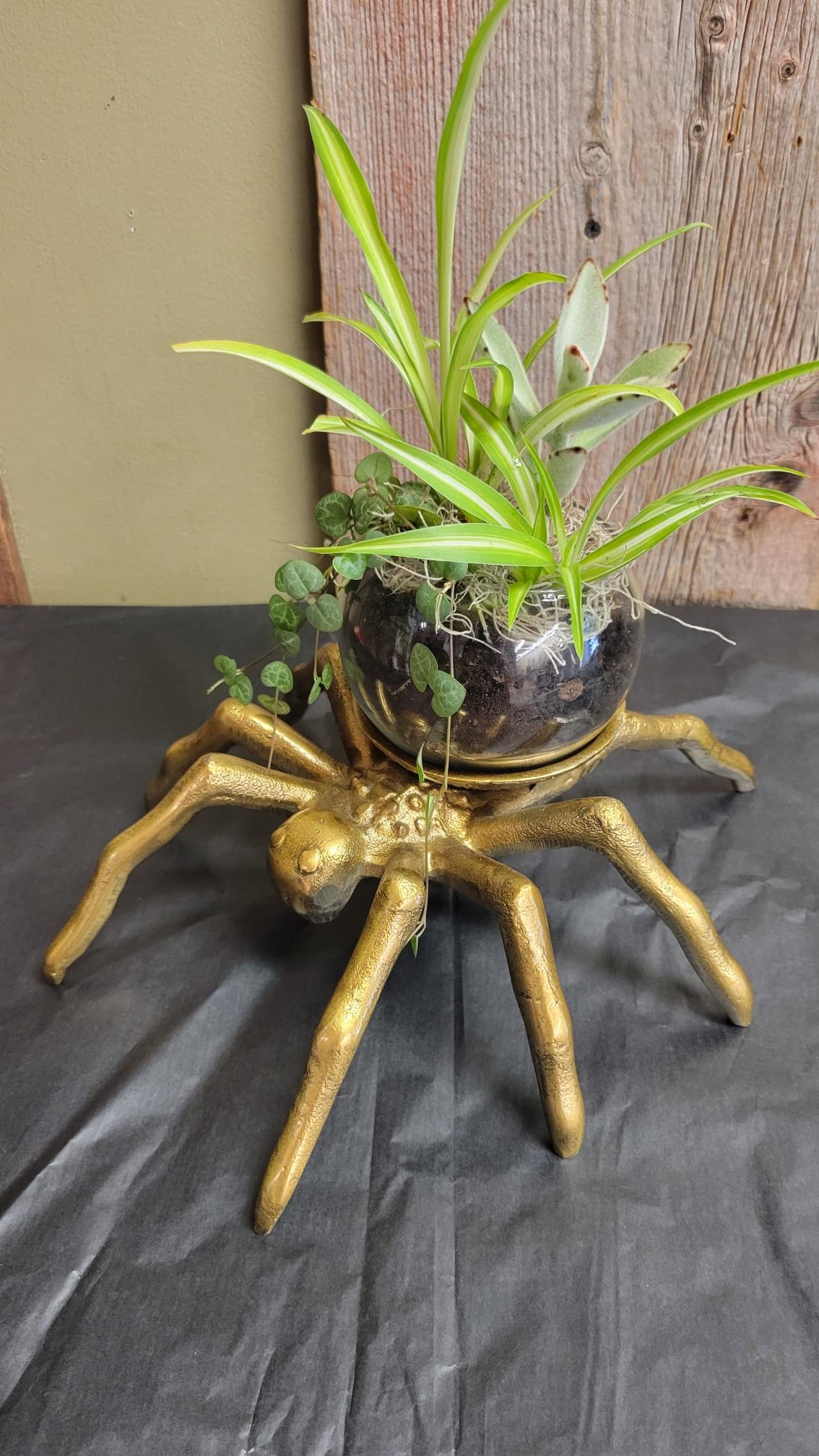 household plant seeds Grow your own Jungle Houseplant Seed Collection main image 0