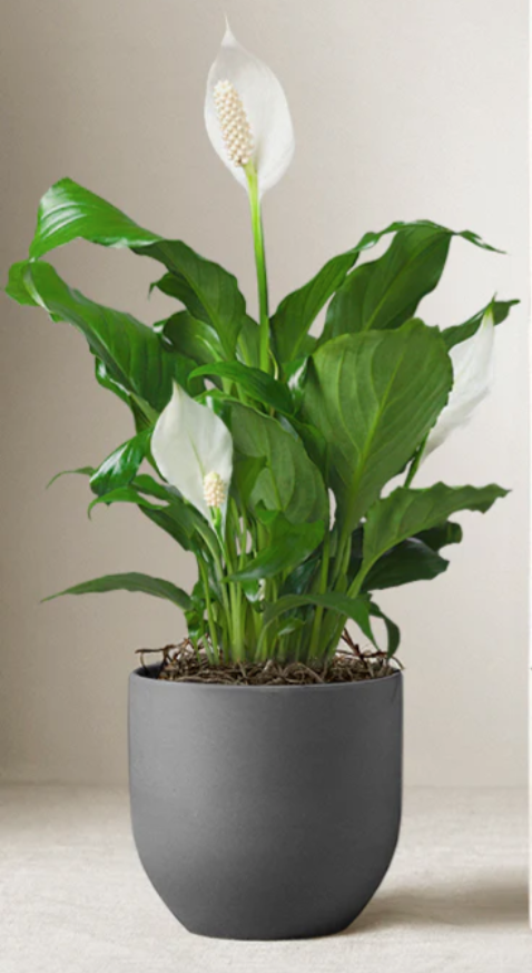 Peace Lily Plant Flower Delivery Roslindale Massachusetts - The Centerpiece  Flower Shop