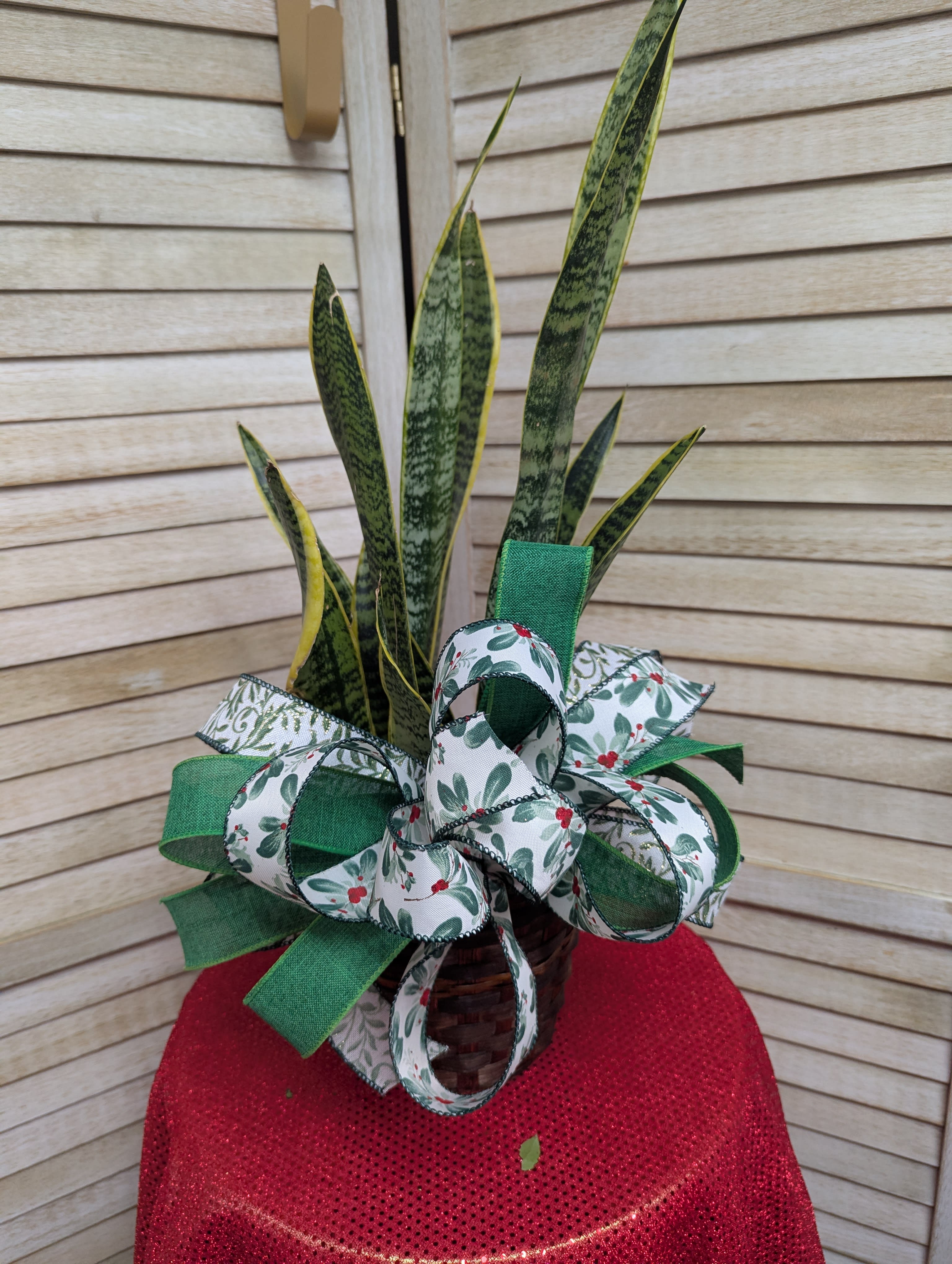 Snake Plant AKA "Mother's In Law Tongue" Flower Delivery Elizabethtown KY -  Rosey Posey