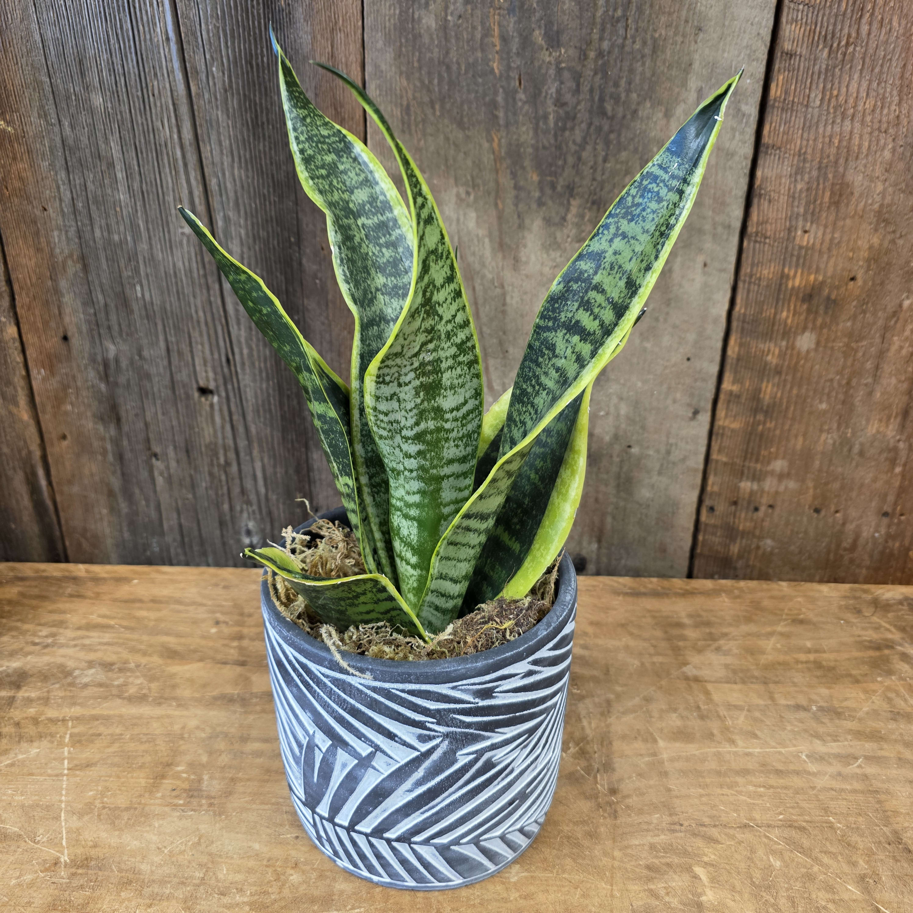 ceramic planters wholesale Torio Window Box main image 1