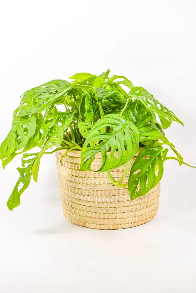 Swiss Cheese Plant (Monstera Adansonii) | Potted Plant Delivery | Saxon's  Flowers Meridian, MS