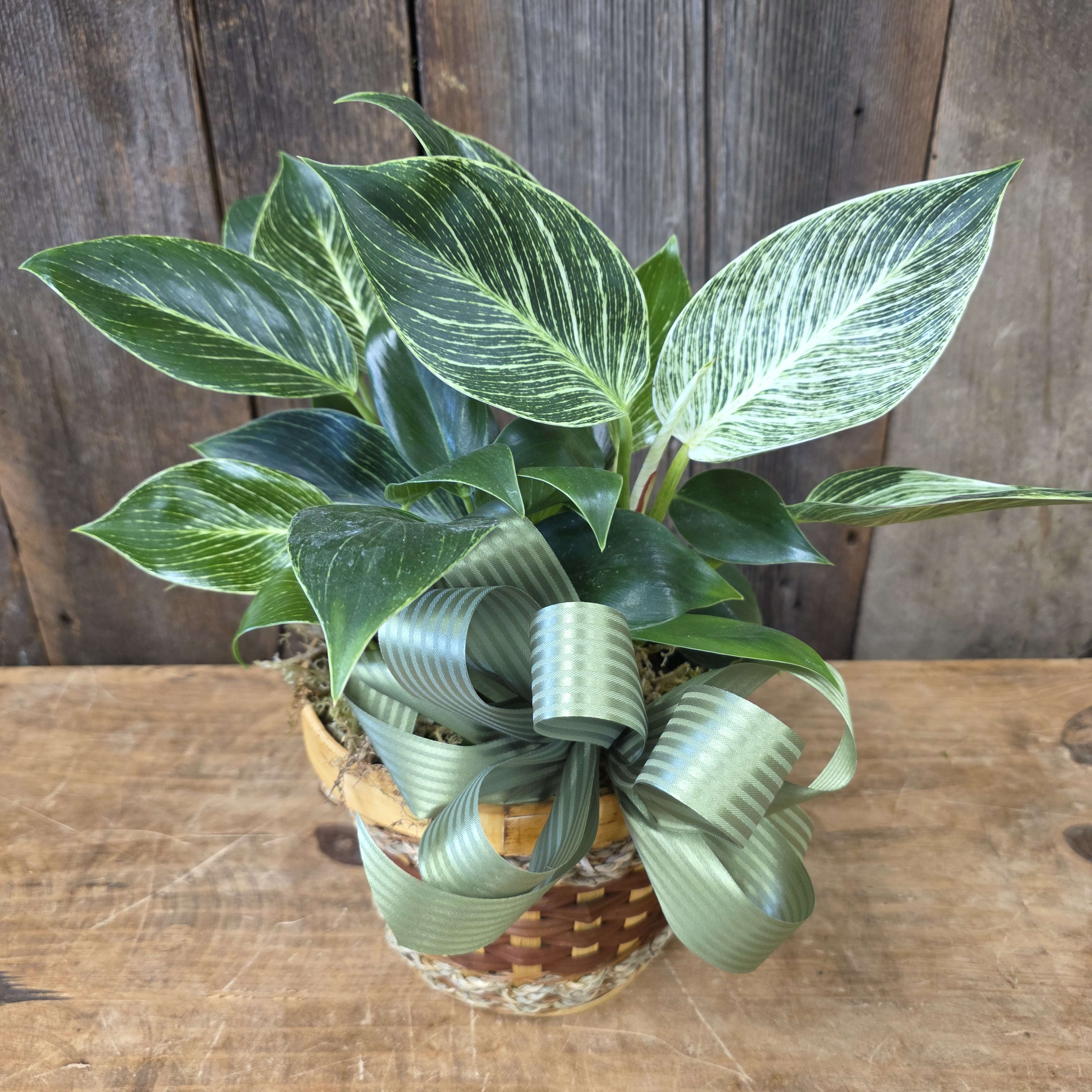 Philodendron Birkin