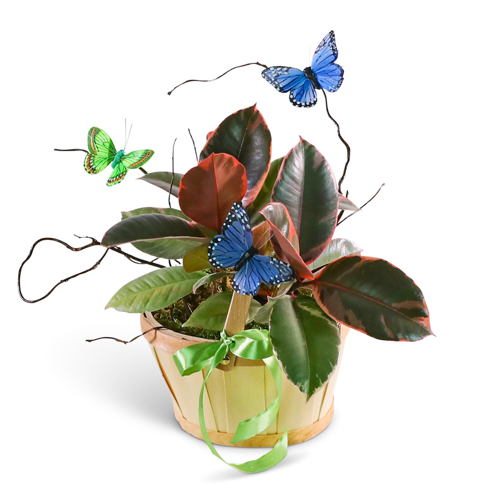 Variegated Rubber Tree Plant with Butterflies Flower Delivery Philadelphia  PA - Sally's Flowers