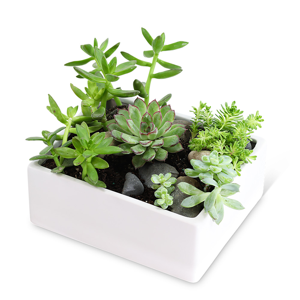 Succulent Garden Flower Delivery Philadelphia PA - Sally's Flowers