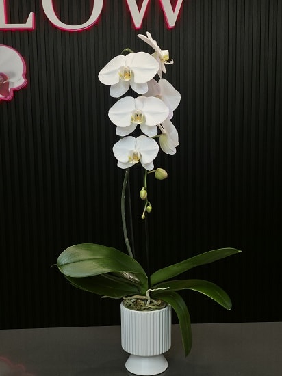 Flower Delivery to Milton District (Halton) 905-878-2383 30 Derry