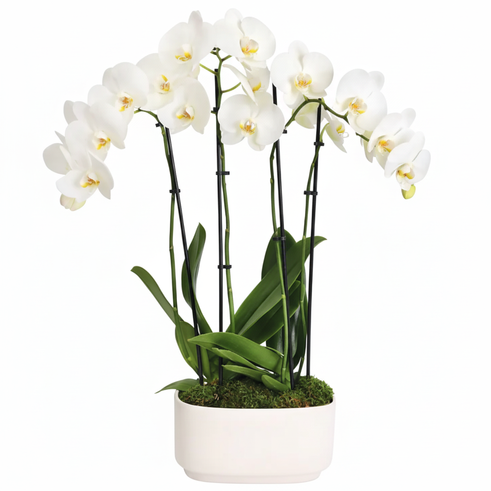 4 Stem Orchid Delivery in Monmouth County, NJ | Elegant Orchid Plant