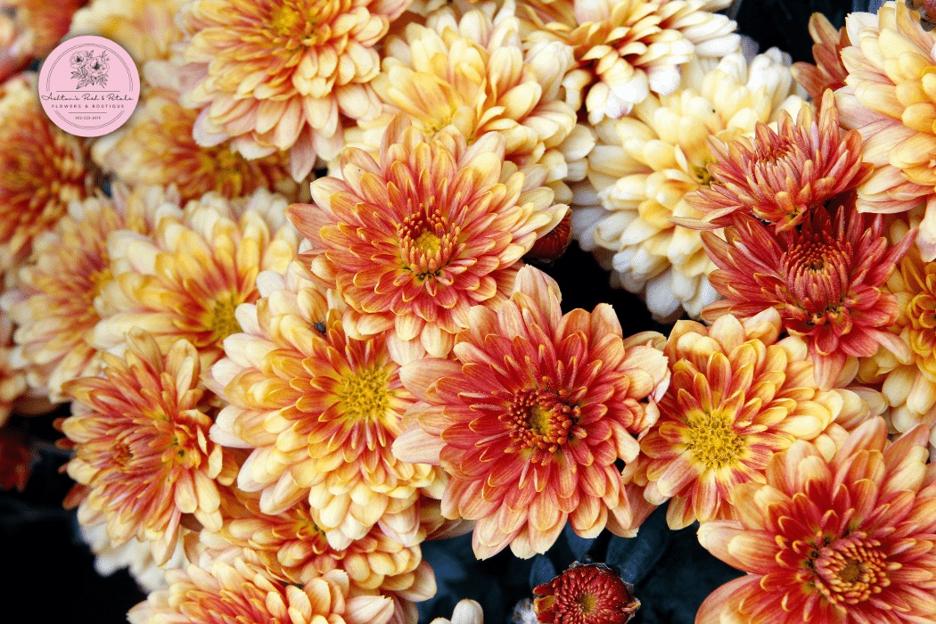 Chrysanthemums