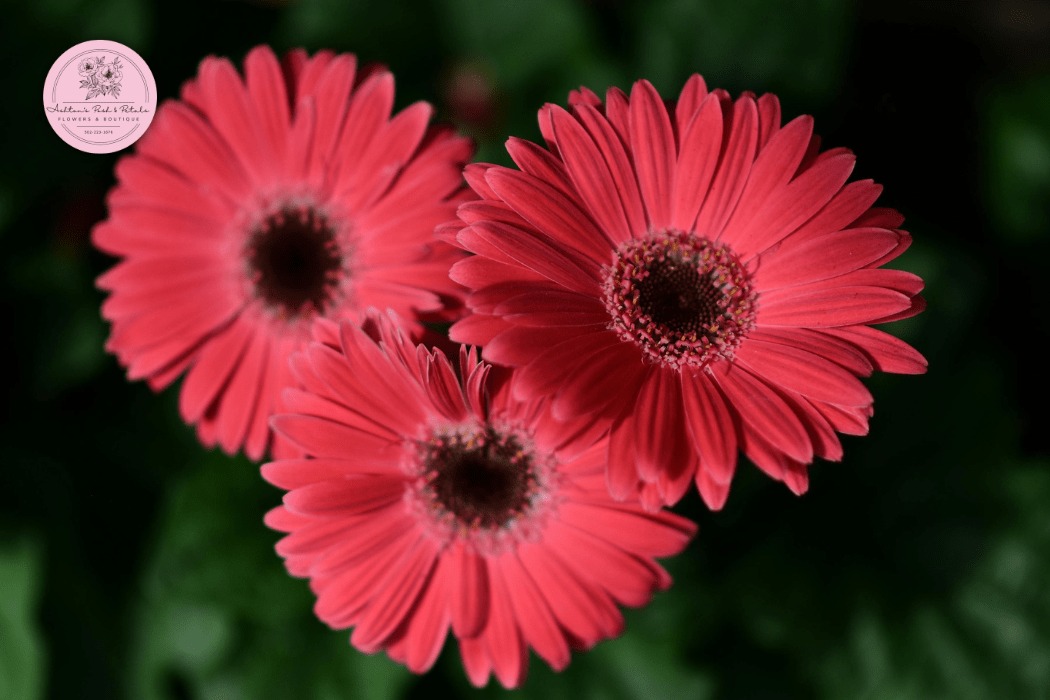 Gerbera Daisies