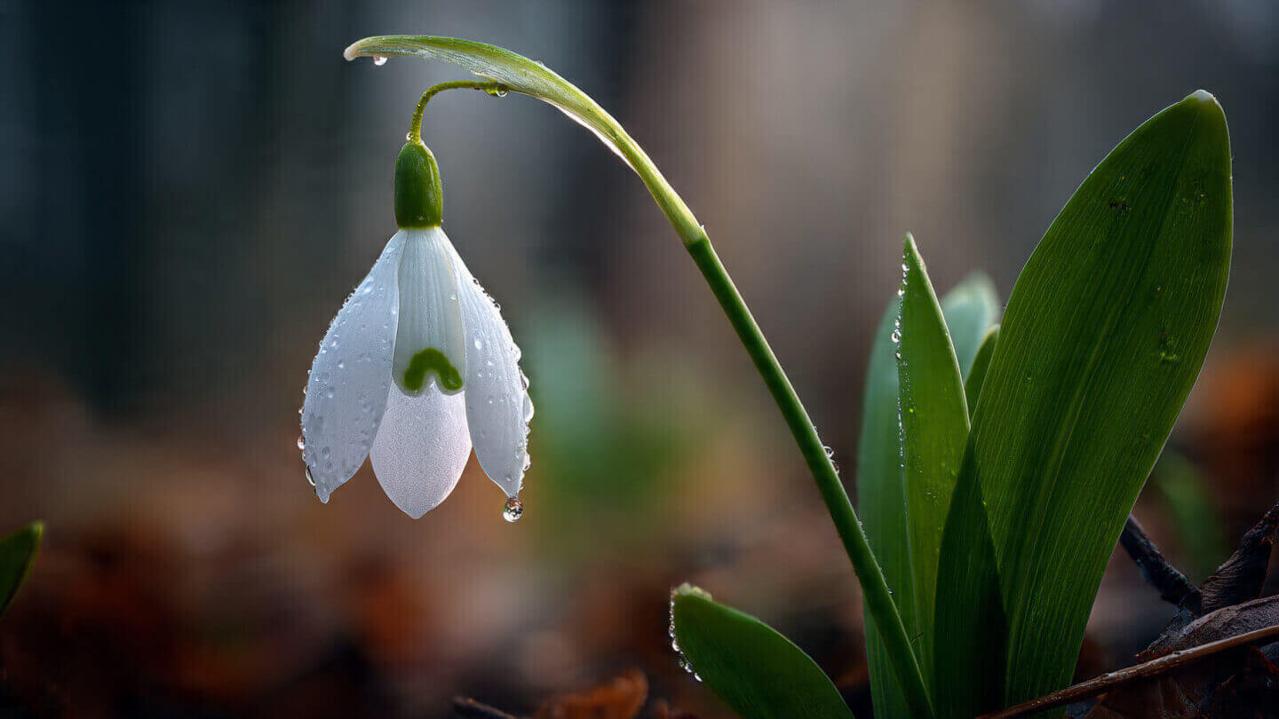 Snowdrop: An Ideal Symbol of Hope and Purity