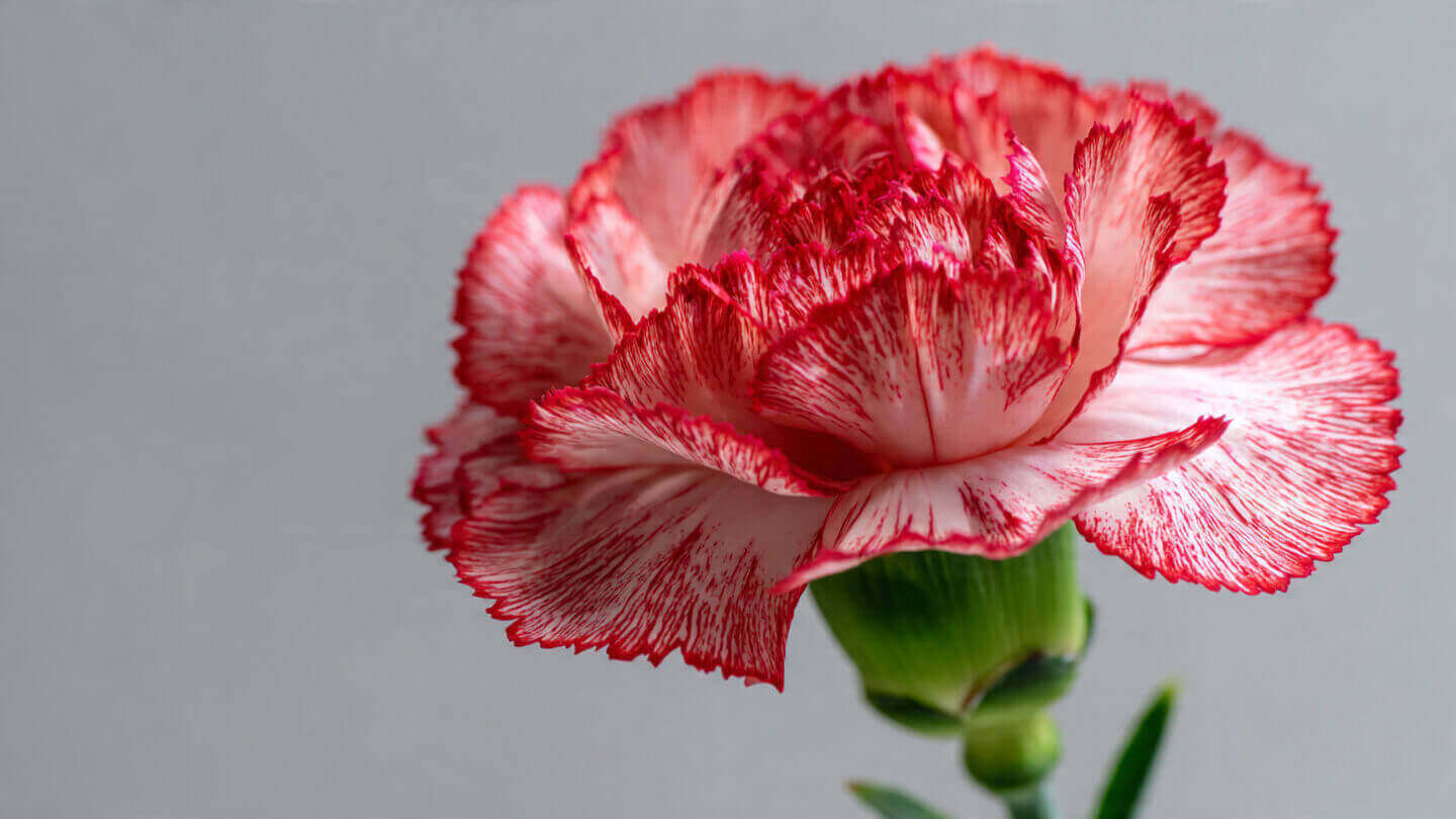 carnation-flower delivery tx by Mirabella Lavish Florals