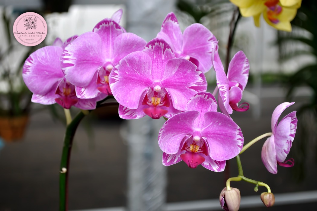 Flowers for Wives and Partners