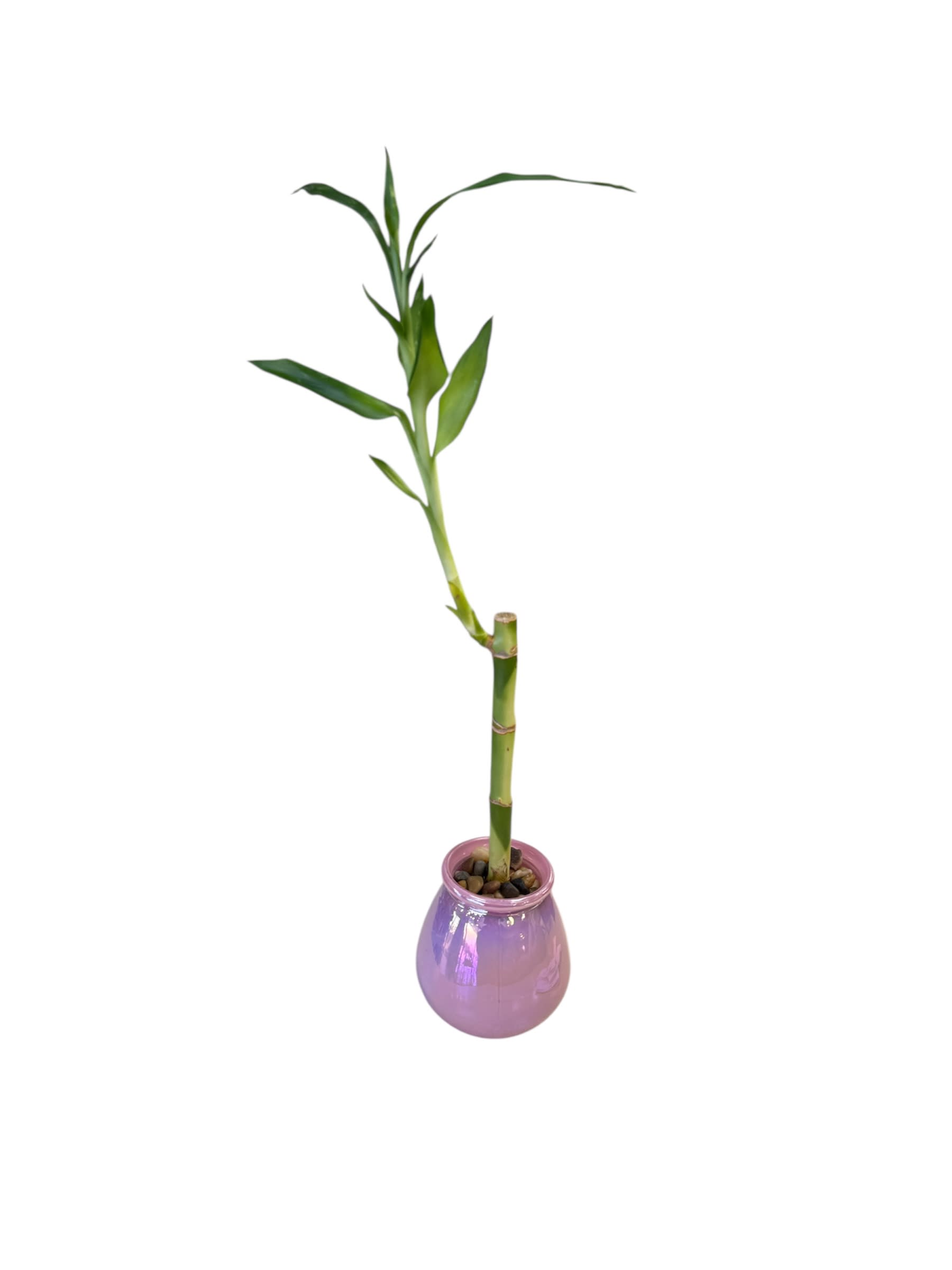 large snake plant for sale 3-5 FT Snake Plant (trifasciata)- NYC, NJ, CT, Boston, Providence,  Washington DC, Baltimore, Philadelphia, Princeton, Long Island, and Upstate  NY Local Plant Delivery – Dahing Plants main image 1