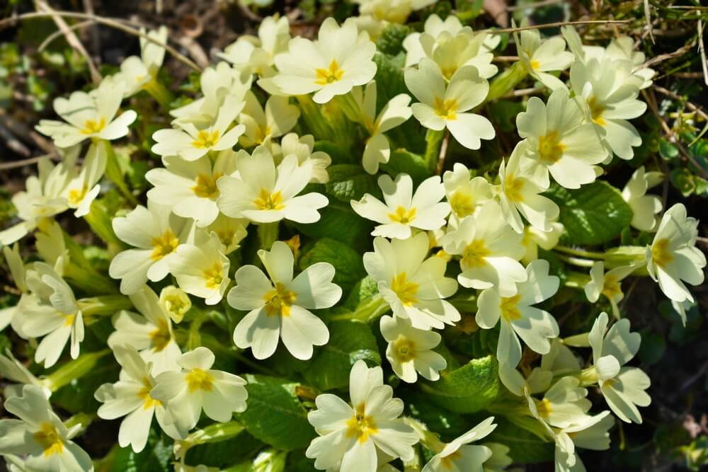 Primrose birth flower meaning