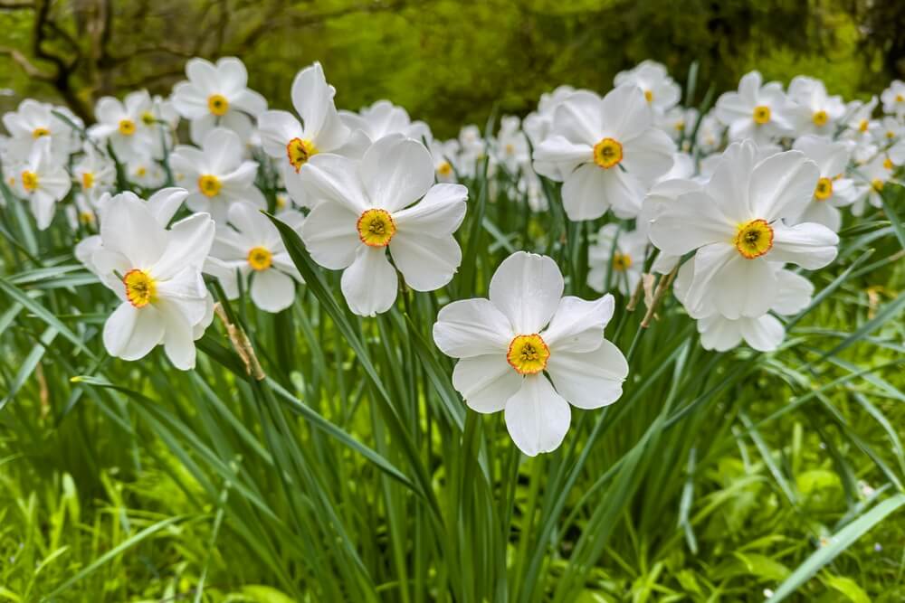 jonquils flower meaning