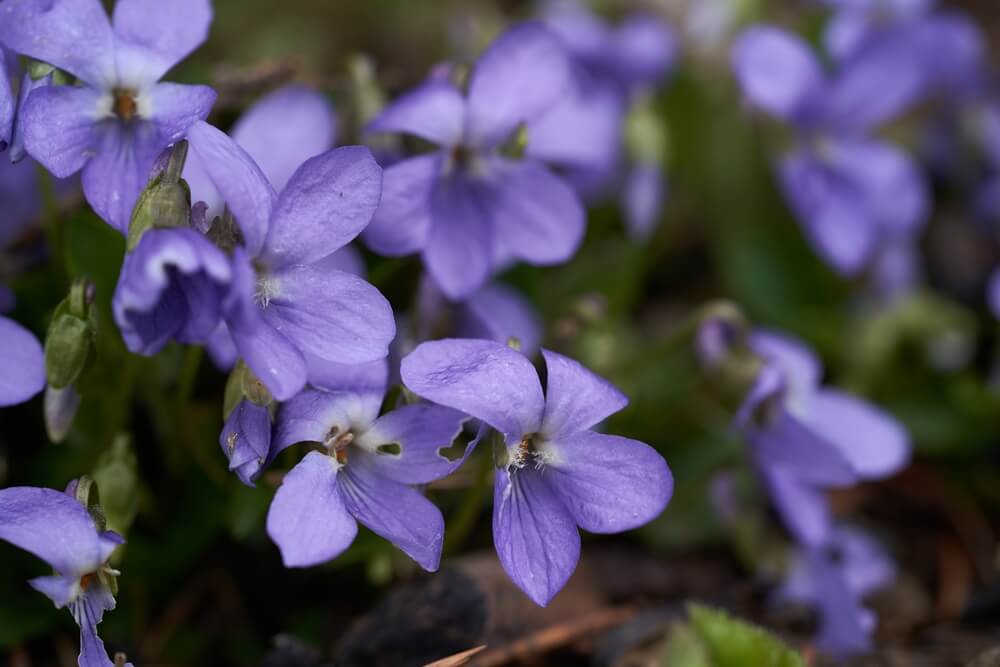 February Birth flower Violet