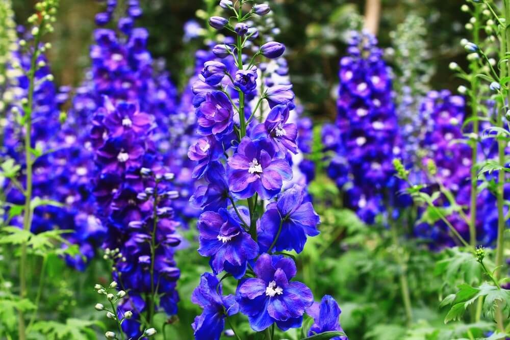 July birth flower – Larkspur