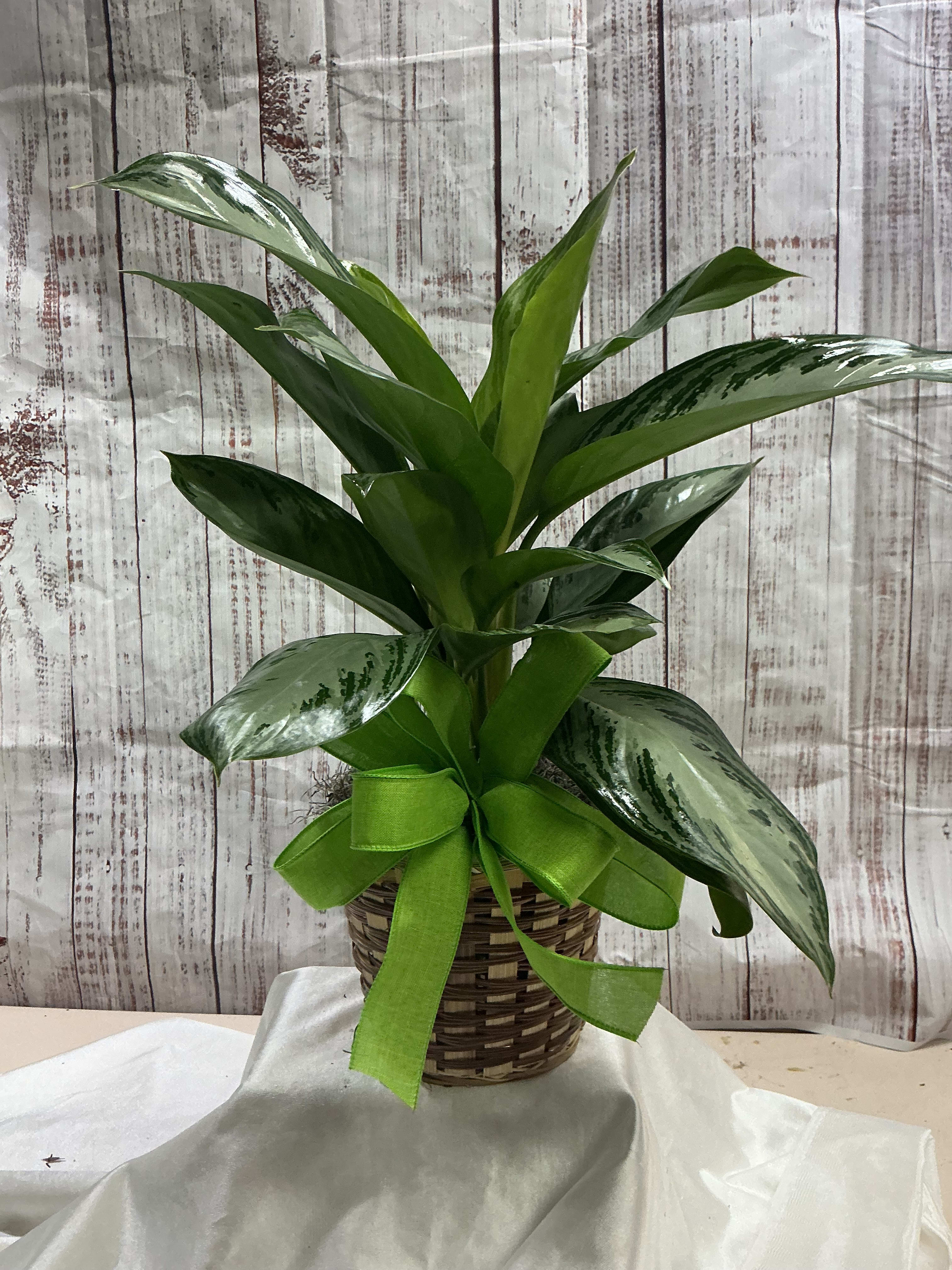 Aglaonema Silver Queen Plant Flower Delivery Etowah NC - Etowah Florist &  Flower Delivery