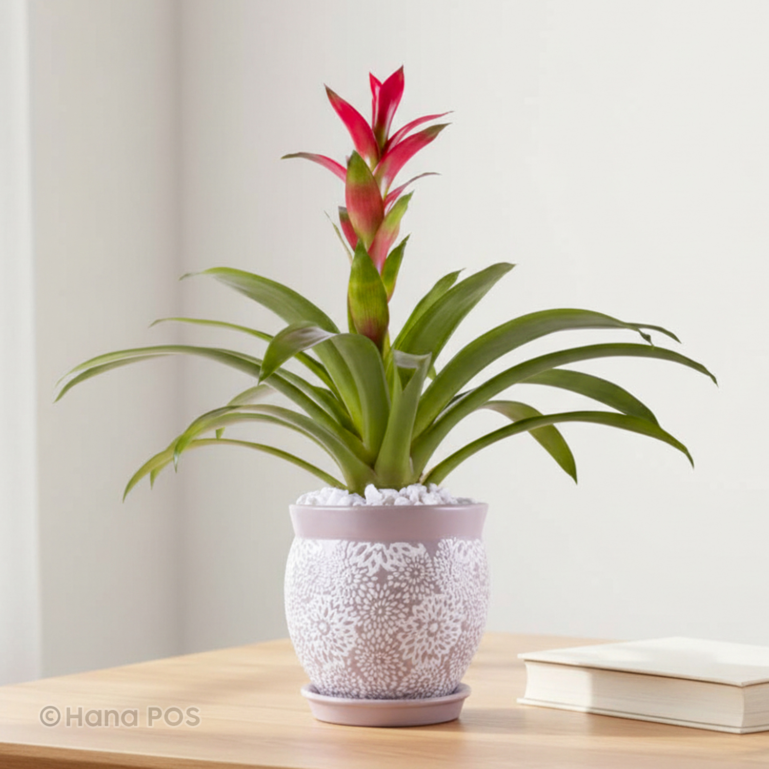 money trees for sale Pachira aquatica 'Money Tree'  The Victorian Atlanta