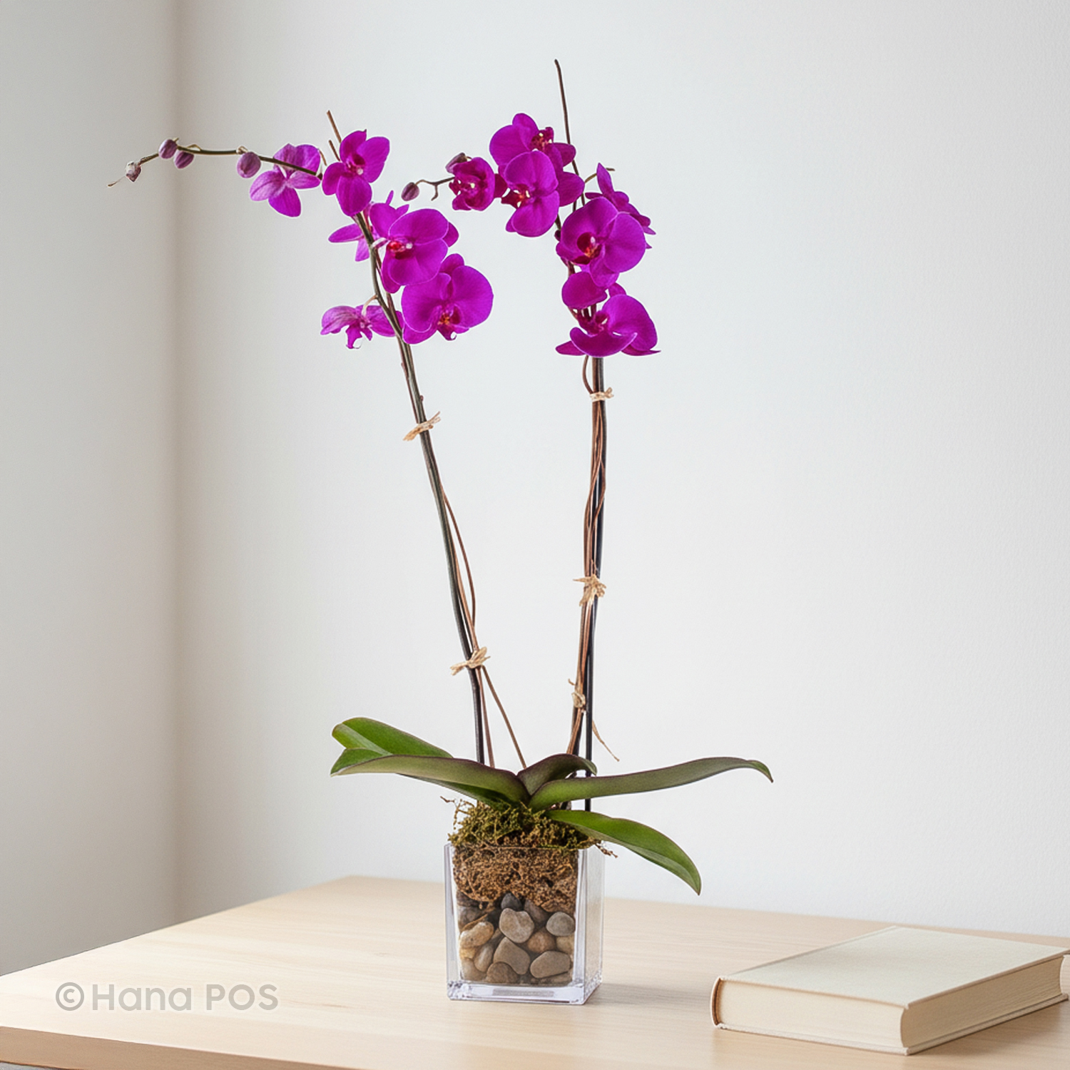Orchid Plants Flower Delivery Seminole OK - The Flower Box
