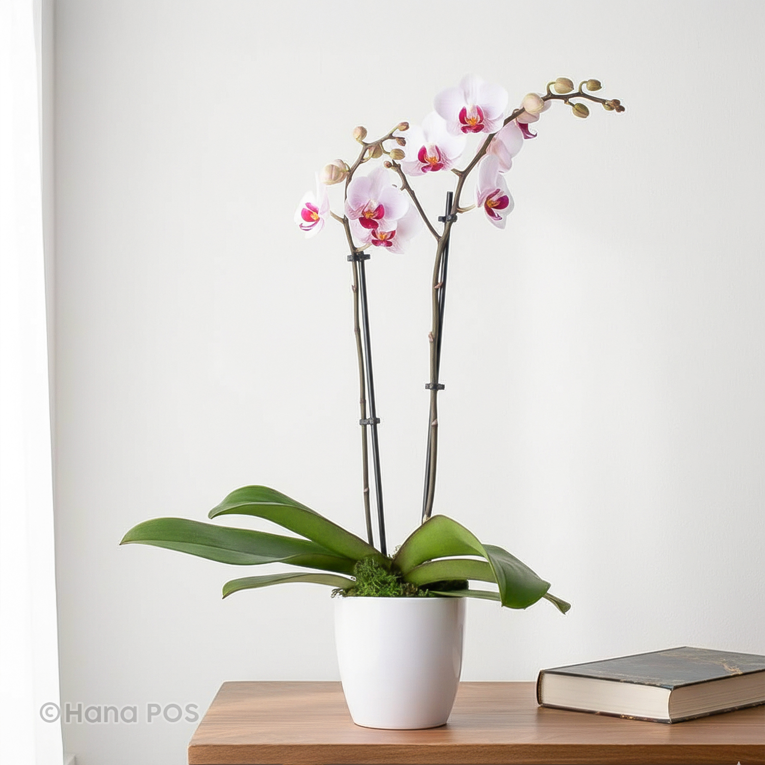 Enchanting Orchid Plant