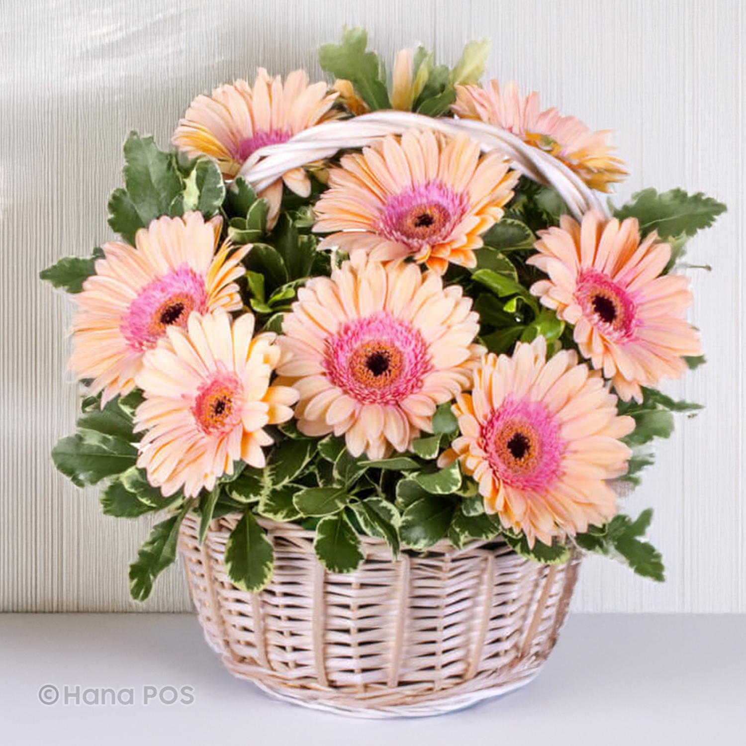 Gerbera Basket Flower Delivery Bellingham MA Brian s Country Greenery 