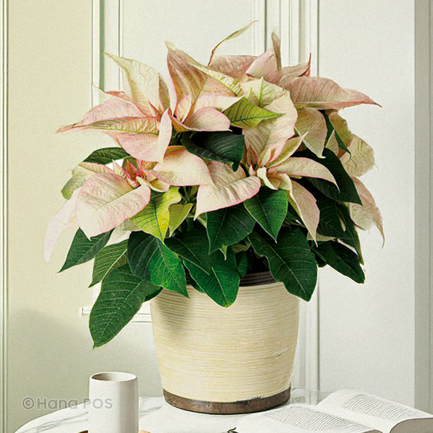 Plants Flower Delivery Seminole OK - The Flower Box