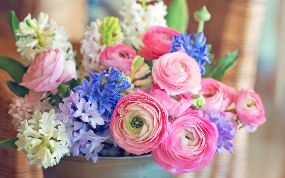 Ranunculus flowers in Evanston