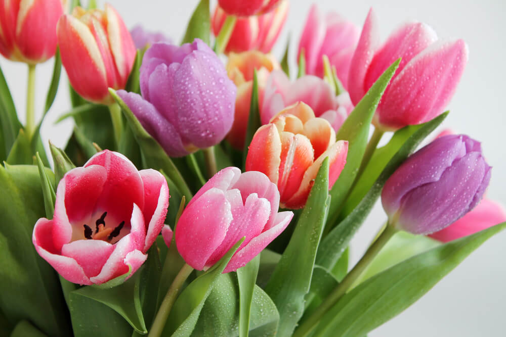 tulip flowers represent motherhood and care
