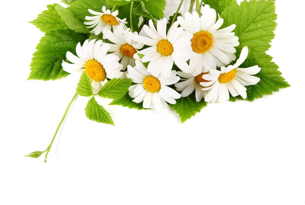 mothers day flower color meaning of daisy