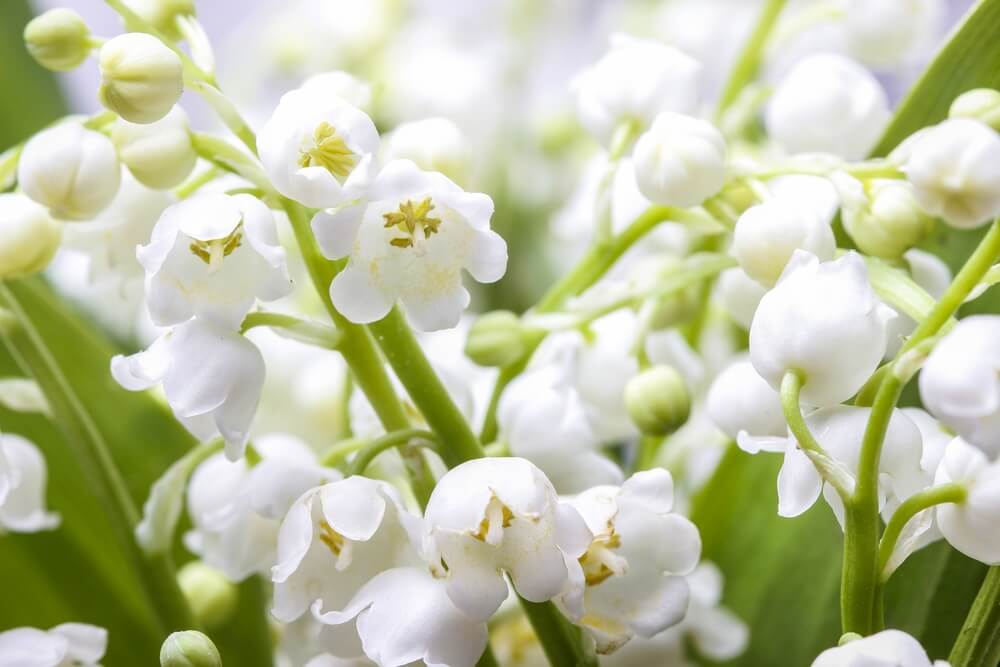 Lilies of the Valley - may birth flower meaning