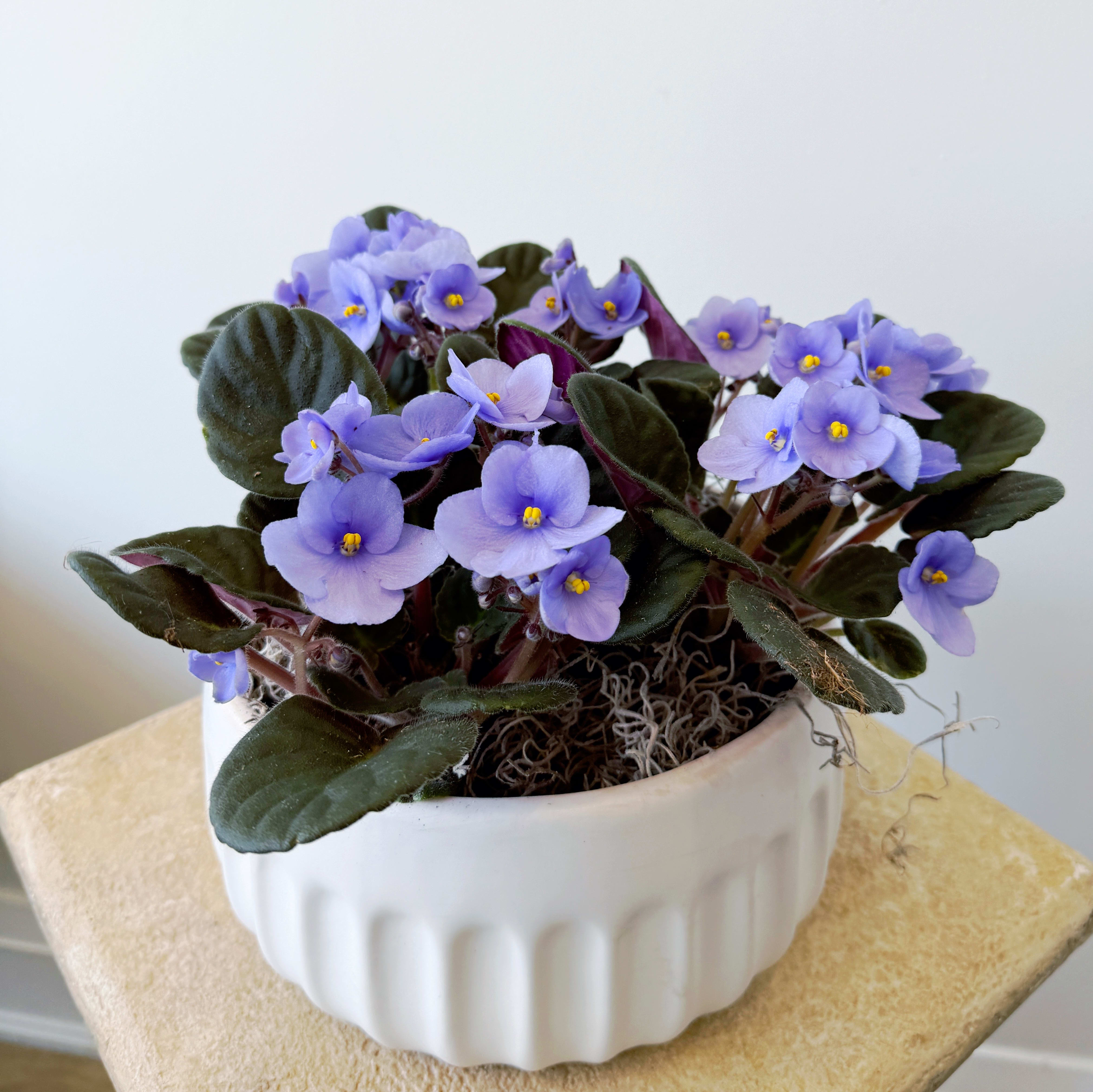 Florist L1S 6M9 | L1S 6M9 Flower Delivery by Adrienne's Flower and