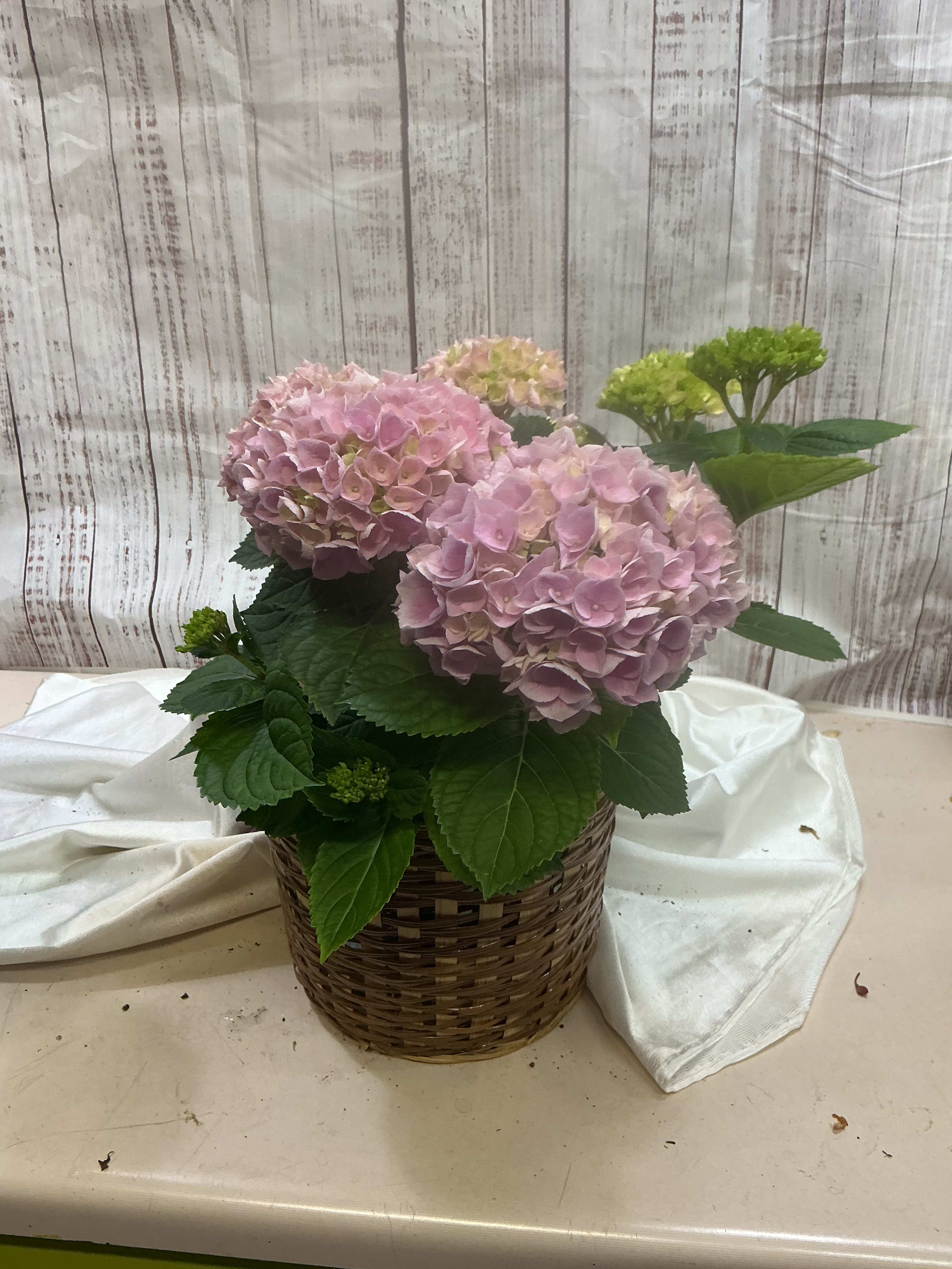 Hydrangea Plant