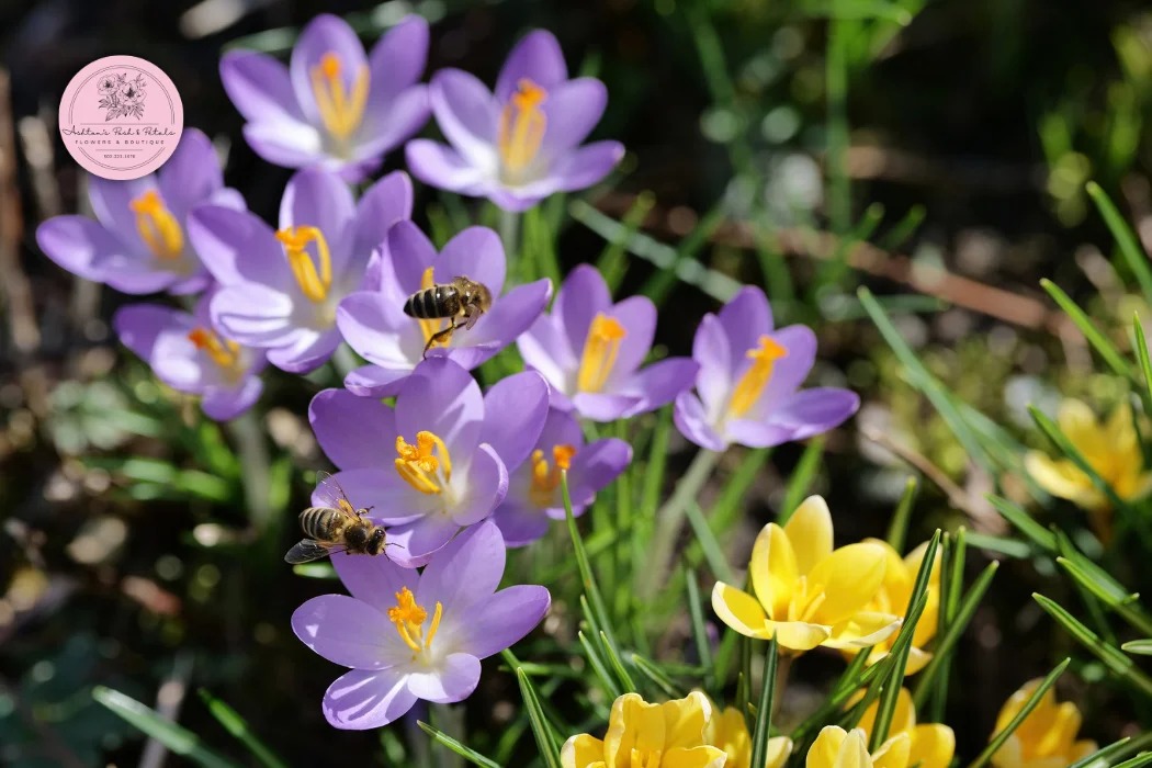 Crocus