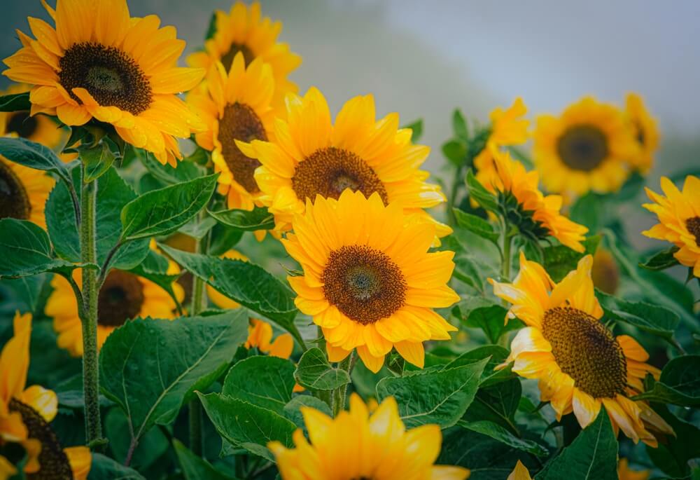 sunflower delivery