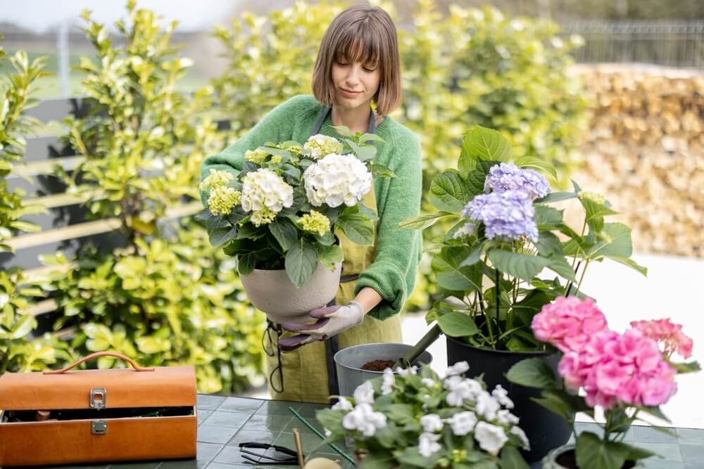 Hydrangeas flower delivery